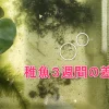 tigyo3weak